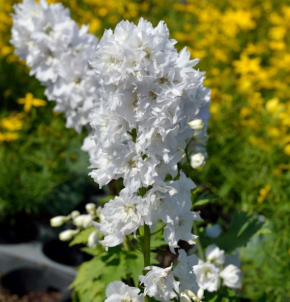 Rittersporn mit weißen Blüten