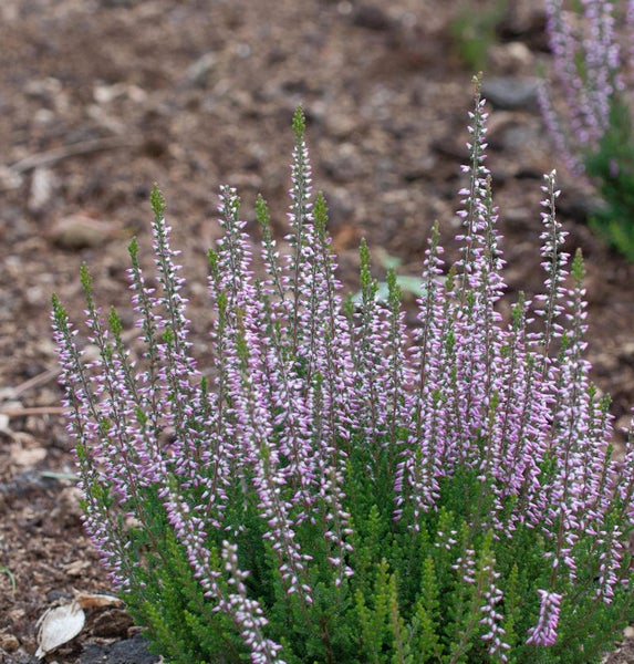Besenheide mit kleinen, lila Blüten