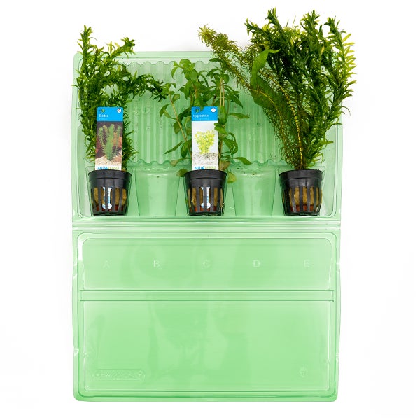 Bloomique - 3er Set - Aquarium Pflanzen Echt - Aquarium Zubehör - Wasserpflanzen - Reinigend - Sauerstoff - Wasserpest, Wassernabel, Sumpffreund - Höhe 15-20 cm