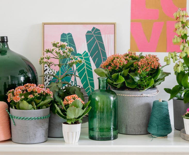 GmbH Schild mit dem Text 'Geh mal Bier holen!'