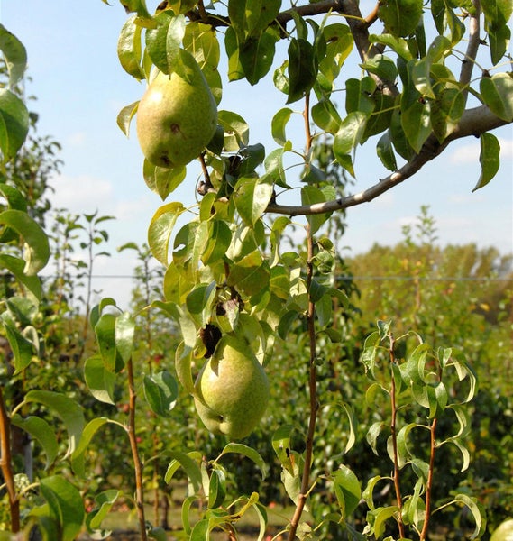 Zwei Birnen am Birnenbaum im Garten