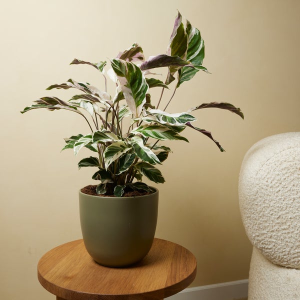 Bloomique - 2er Set - Calathea White Fusion - Korbmarante - Zimmerpflanzen - Pflegeleicht - Luftreinigend - Höhe 60-80 cm - Topf 17 cm