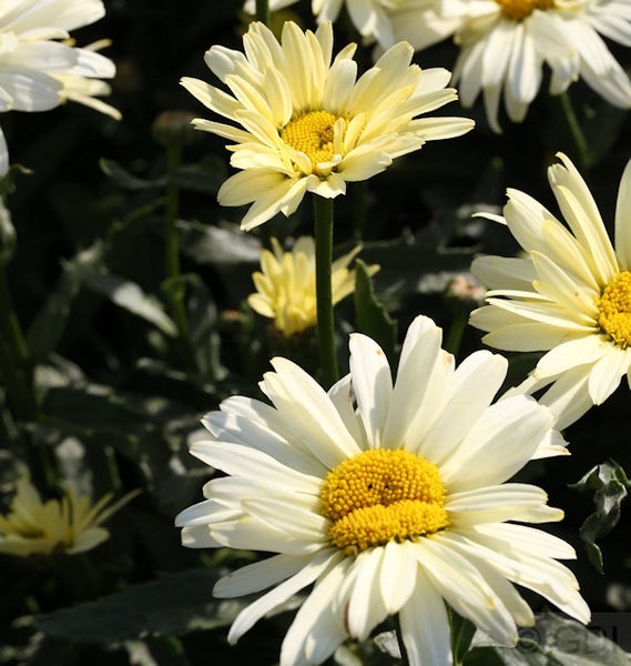 Nahaufnahme von Margeritenblüten mit weißem Blütenblatt und gelber Mitte