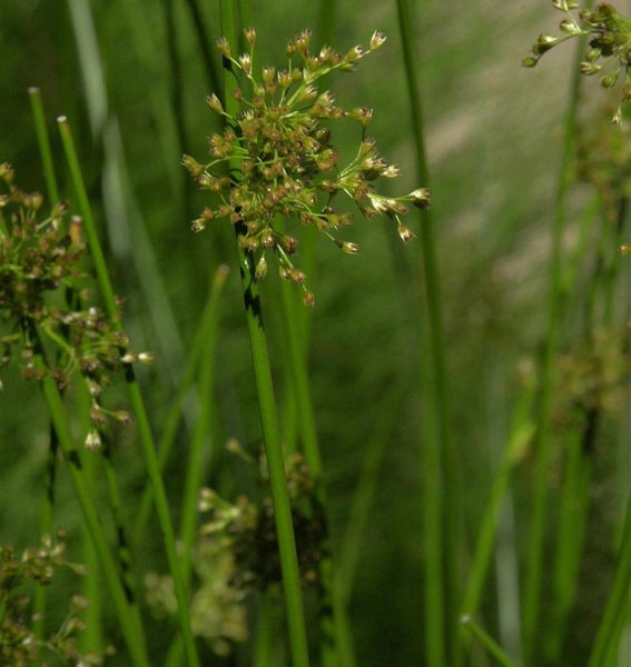 Nahaufnahme von blühenden Sumpfsimsen im Garten.