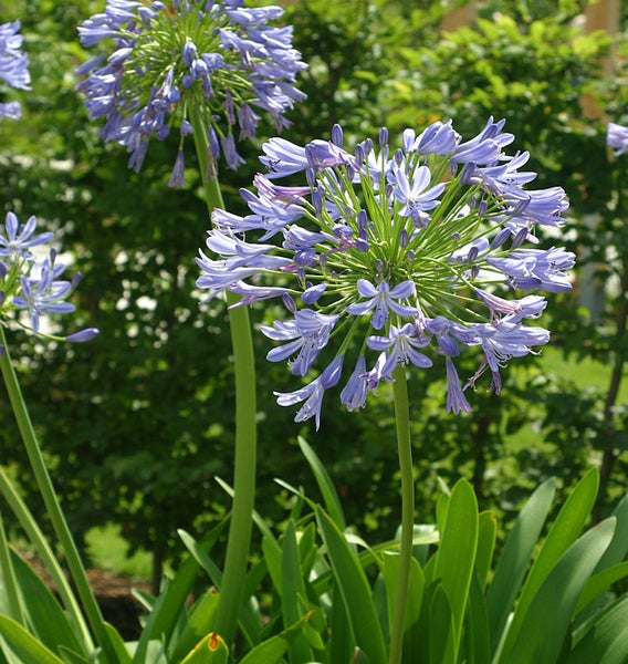 Detailaufnahme von blauen Schmucklilien im Garten