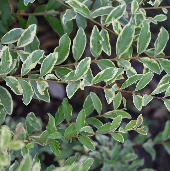 Im Bild sind Zweige eines Ligusters mit Blättern zu sehen.