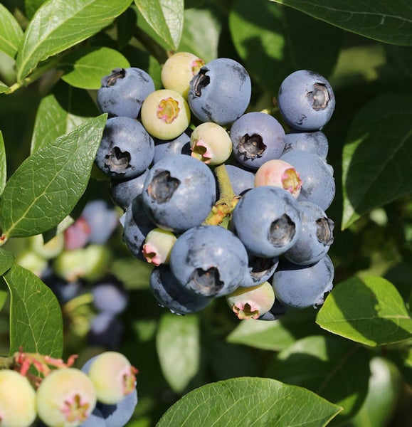 Blaubeeren an einem Strauch