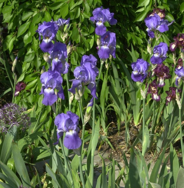 Blühende Schwertlilien im Gartenbeet