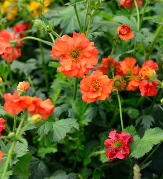 Geum Pflanzen mit Blüten und Blättern im Garten