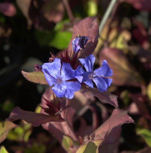 Nahaufnahme von Bleiwurzblüten