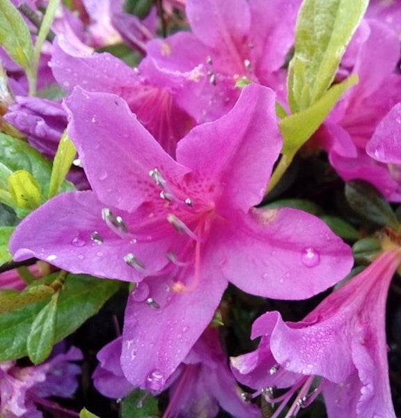 Nahaufnahme von Rhododendronblüten mit Wassertropfen