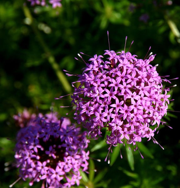 Nahaufnahme von blühenden Kugelblumen im Garten