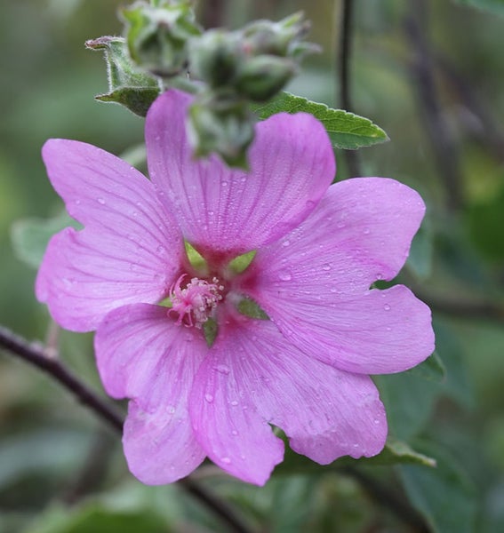Nahaufnahme einer Stockrose mit Blütenblättern