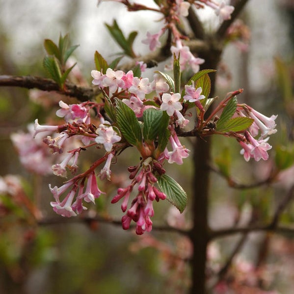 Nahaufnahme eines Duft-Schneeballs mit rosa Blüten und grünen Blättern
