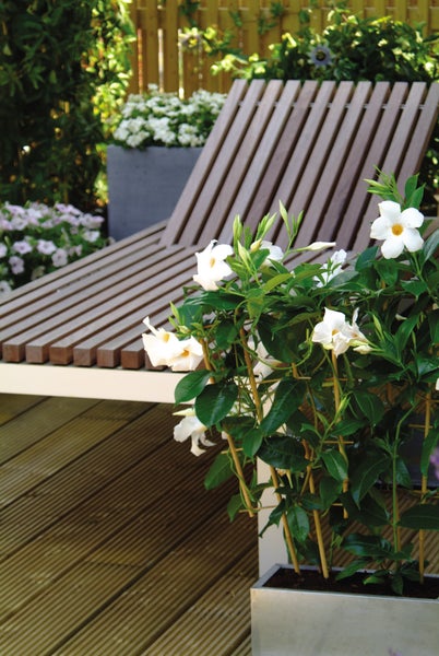 Mandevilla Sundaville – Chilenischer Jasmin – Schlingpflanze – Weiß – ⌀19 cm – ↕65-75 cm