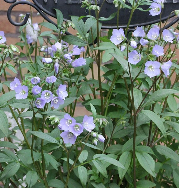 Blühende Himmelsleiter Pflanze mit grünen Blättern