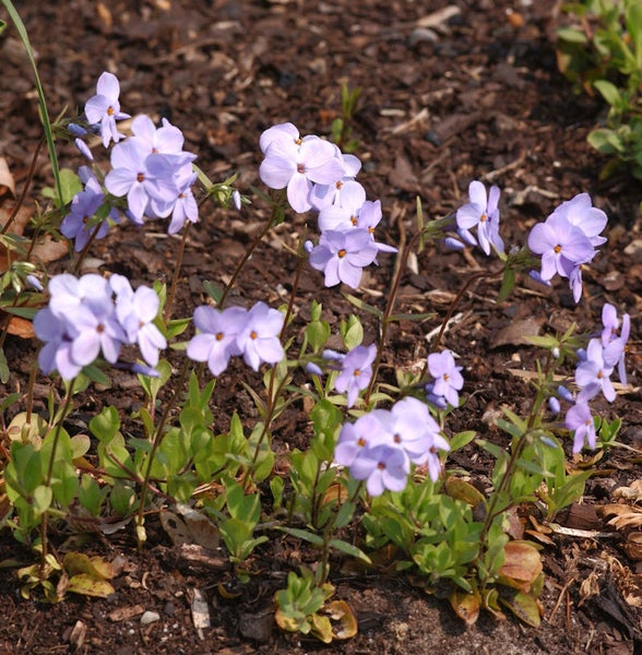 Blühende Teppich-Flammenblume im Gartenbeet