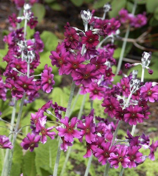 Blütenstand mit purpurroten Primelblüten