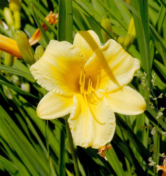 Nahaufnahme einer gelben Taglilienblüte im Garten.