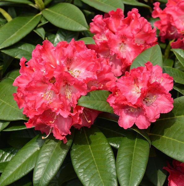 Nahaufnahme von Rhododendronblüten mit Blättern