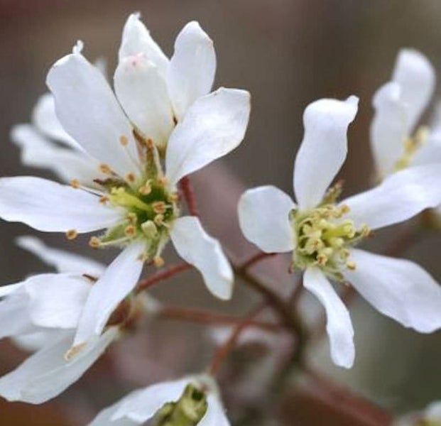 Nahaufnahme von Felsenbirnenblüten