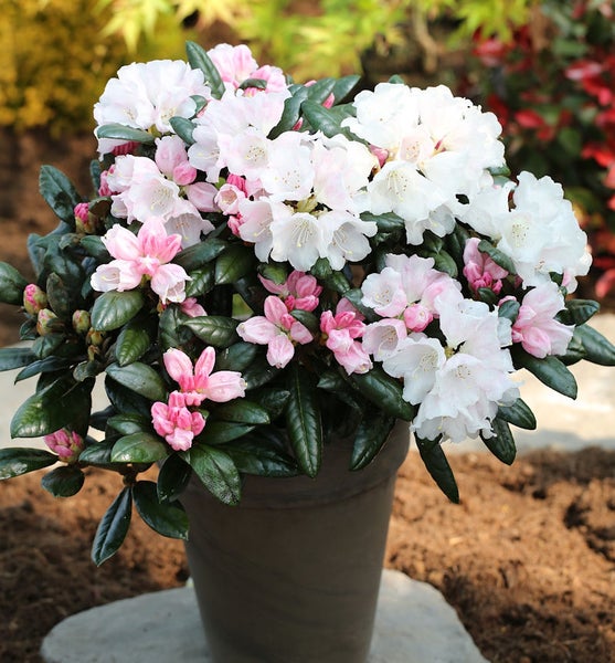 Rhododendron in einem Topf mit rosa und weißen Blüten