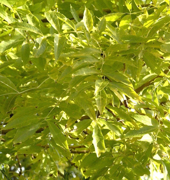 Nahaufnahme von Blättern eines Eschenbaums