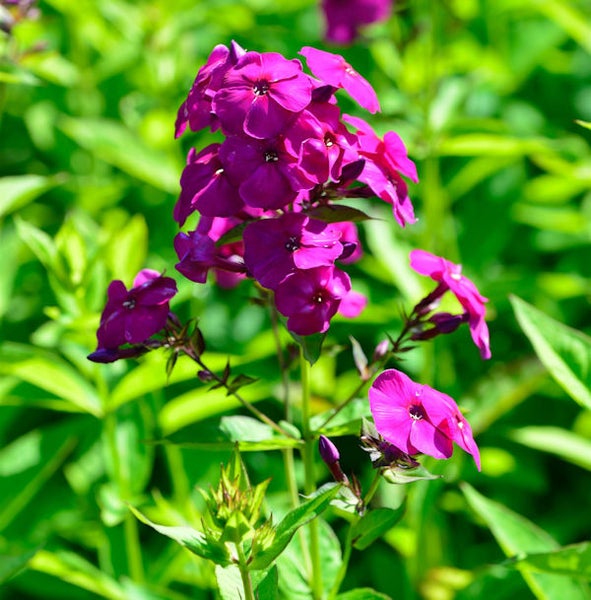 Flammenblume mit Blütenstand und grünen Blättern