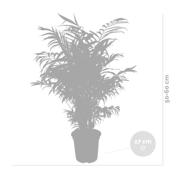 Bloomique - Chamaedorea Elegans - Bergpalme - Zimmerpflanzen - Pflegeleicht - Haustierfreundlich - Höhe 50-70 cm - Topf 17 cm