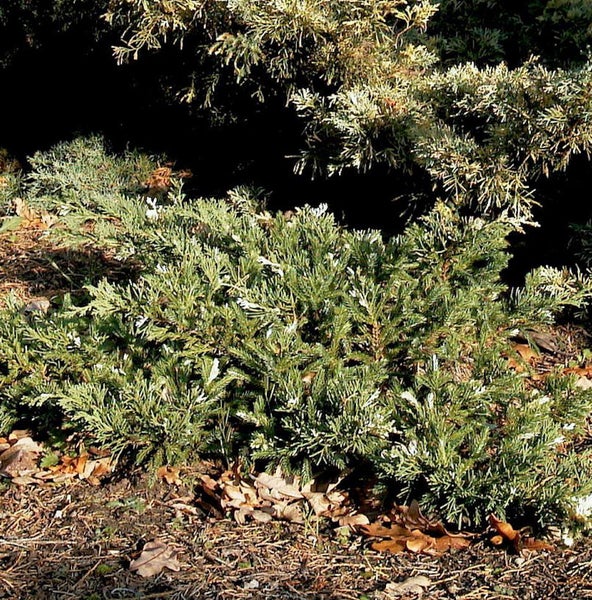 Wacholderbusch im Außenbereich