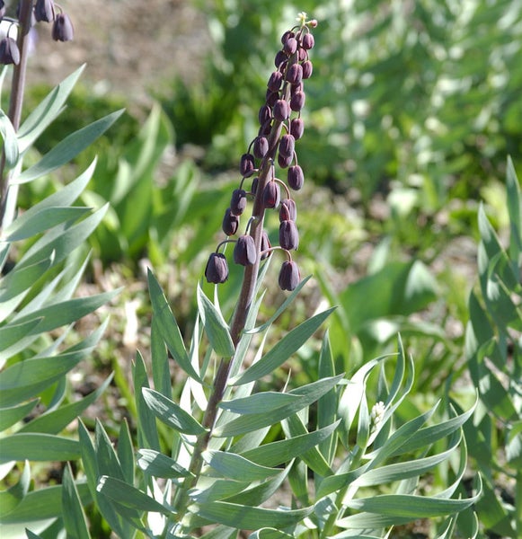 Blüte der Schachbrettblume mit Blättern