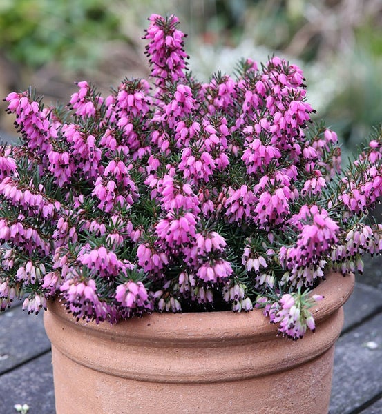 Besenheide in einem Topf