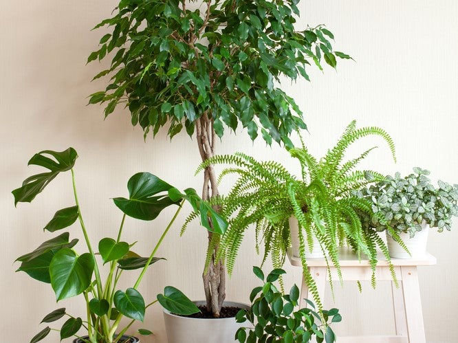 Bloomique - Ficus Microcarpa Moclame - Zimmerpflanzen - Luftreinigend - 60-80 cm Hoch - Topf 17 cm