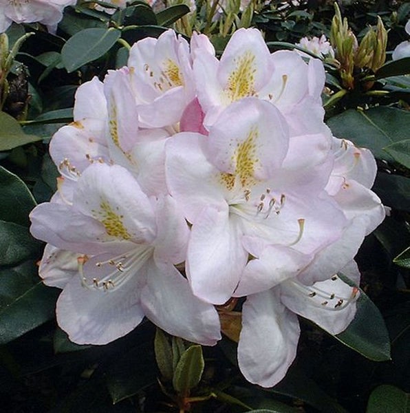 Nahaufnahme einer Rhododendronblüte