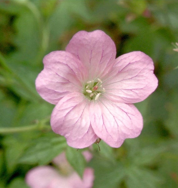 Nahaufnahme einer einzelnen rosafarbenen Storchschnabelblüte