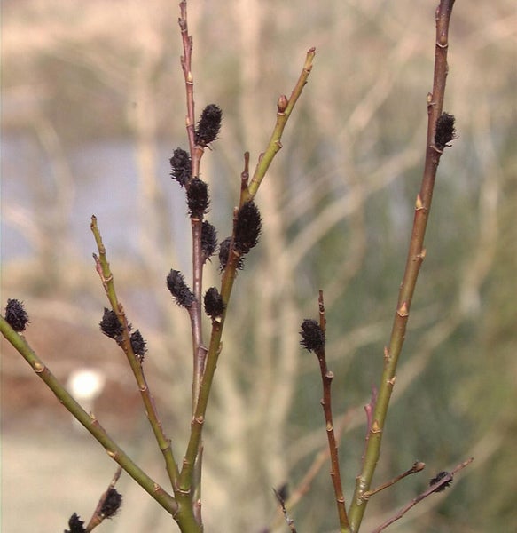 Zweig mit Blütenkätzchen