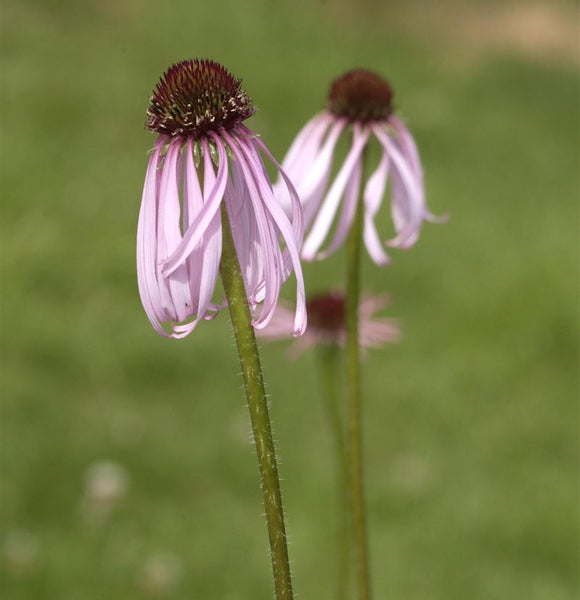 Nahaufnahme von zwei Purpur-Sonnenhut Blumen