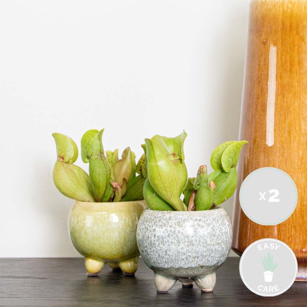 2x Sarracenia 'Juthatip Soper' – Fleischfressende Pflanze – Pflegeleicht –⌀6 cm – ↕05-10 cm