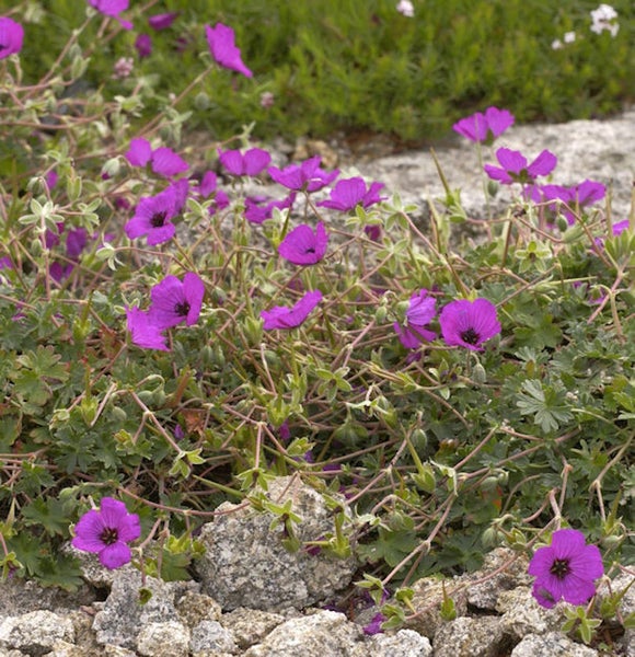 Blühende Geranie im Garten auf Steinen