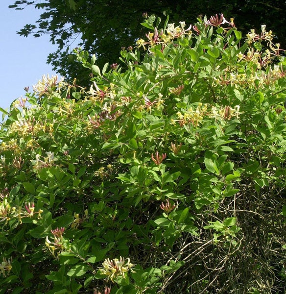 Blühendes Geißblatt mit grünen Blättern