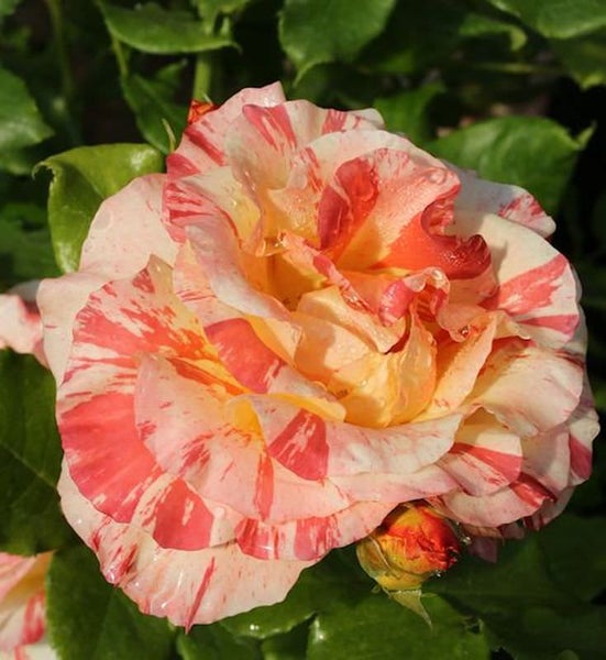 Nahaufnahme einer Rose mit gestreiften Blütenblättern und einem Blütenkopf