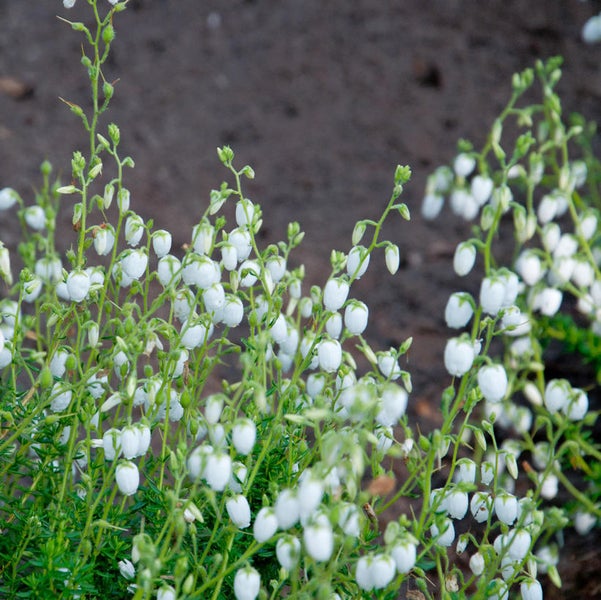 Blühende Schneeheide im Gartenbeet