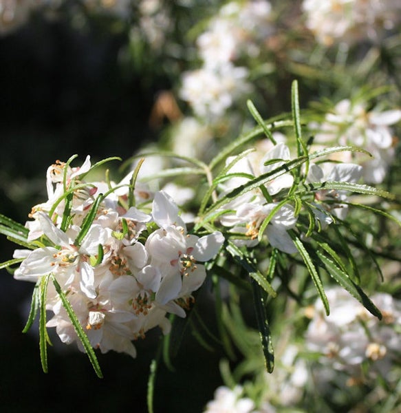 Blühender Strauch mit weißen Blüten und grünen Blättern