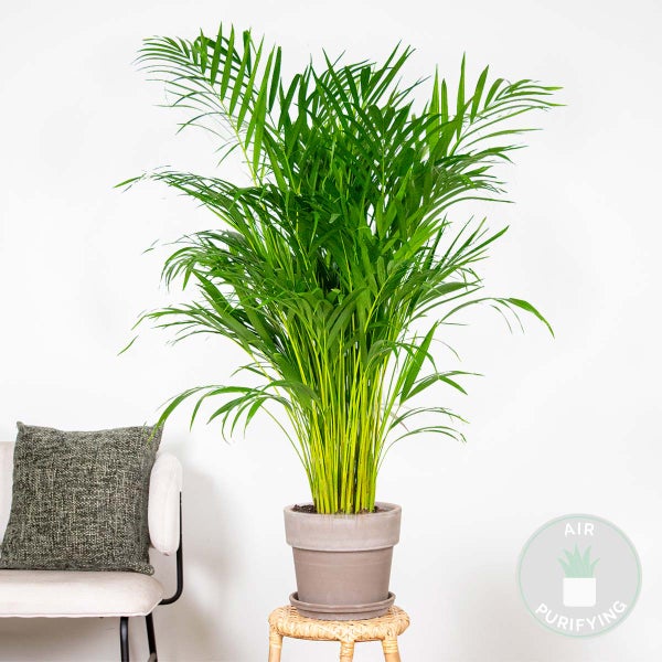 Bloomique - Dypsis Lutescens - Goldfruchtpalme - Areca Palme - Zimmerpflanzen Groß - Pflegeleicht - Haustierfreundlich - Höhe 100-120 cm - Topf 21 cm