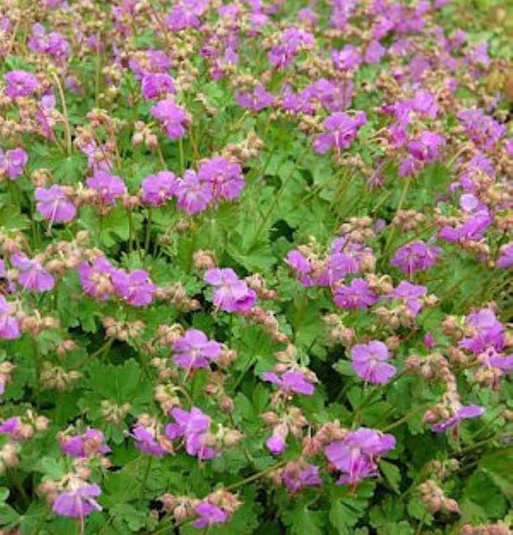 Nahaufnahme einer Gruppe von blühenden Storchschnabelpflanzen im Garten.