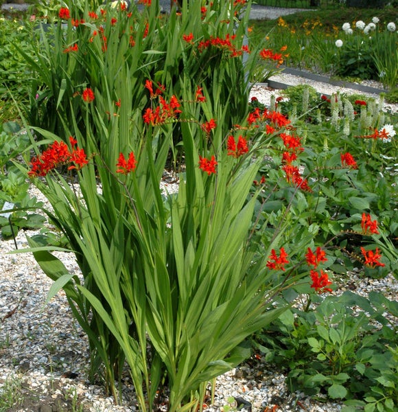 Montbretien Blumenbeet mit grünen Blättern und roten Blüten