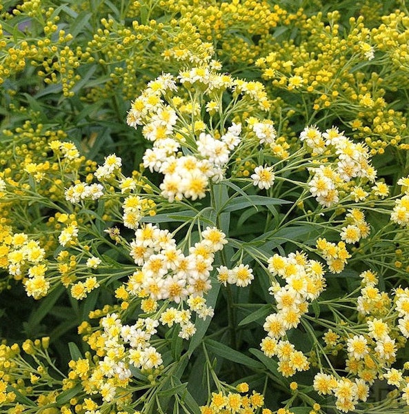 Goldrutenblütenstand mit kleinen gelben und weißen Blüten
