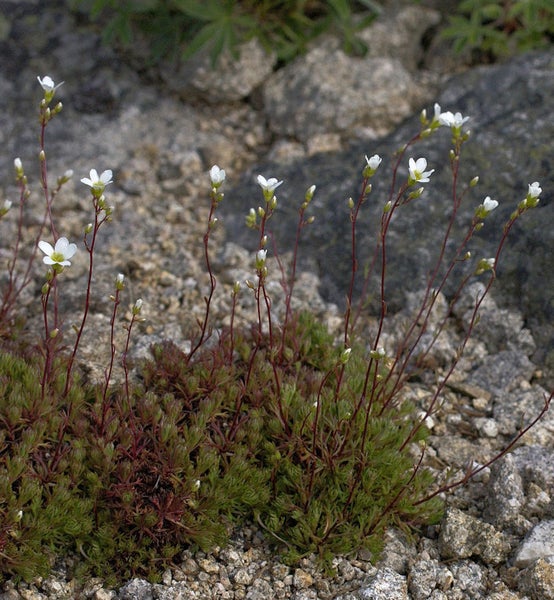 Bild einer Alpen-Fetthenne mit weißen Blüten und grünen Blättern vor einem Steinhintergrund.