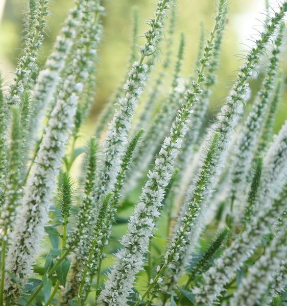 Nahaufnahme von Ehrenpreis Pflanzen mit weißen Blüten