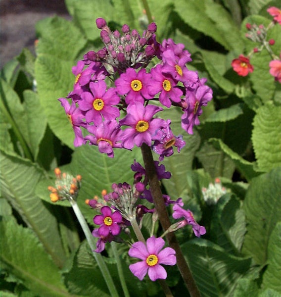 Kugelförmige Primel mit purpurfarbenen Blüten